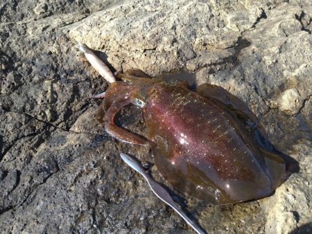 越前地磯で良型連発