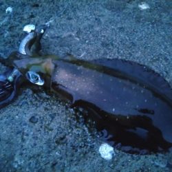 台風後のイカさん達