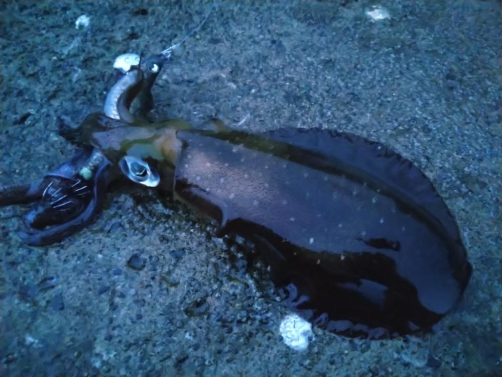 台風後のイカさん達