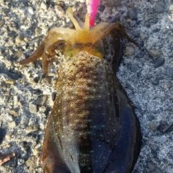 御坊でエギング