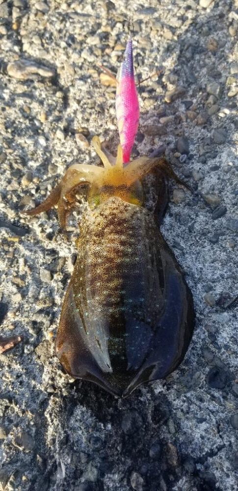 御坊でエギング