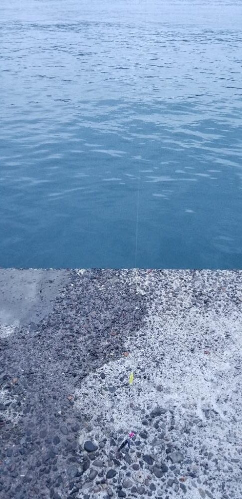 タチウオ大漁でーす！