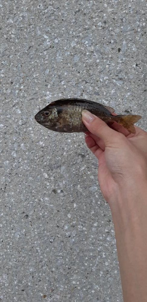 南港でカワハギ爆釣‼️台風の当日