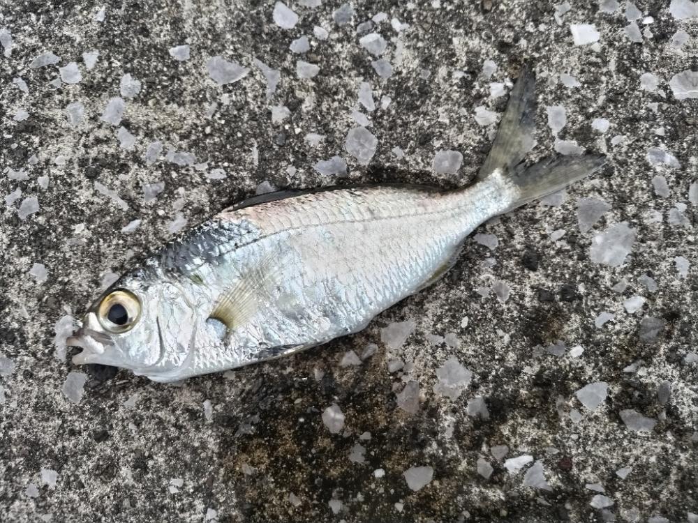 家族で魚種10目釣れました。