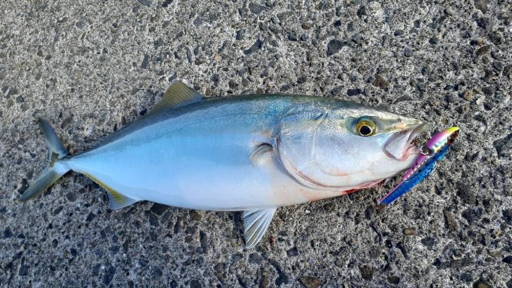 今日は岸和田ベイト凄い数