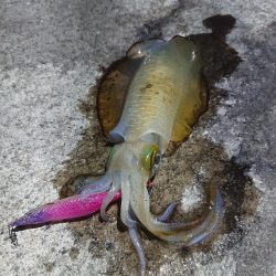 エギング縛り😁