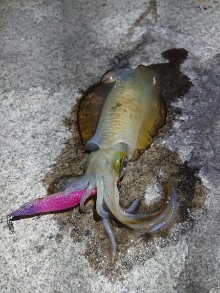 エギング縛り😁