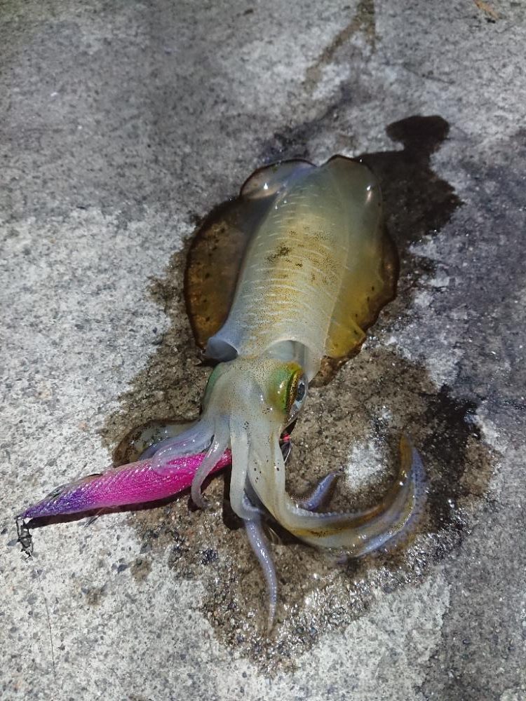 エギング縛り😁