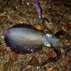 エギングリベンジ釣行