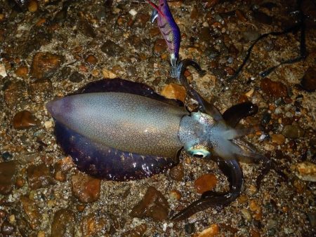 エギングリベンジ釣行