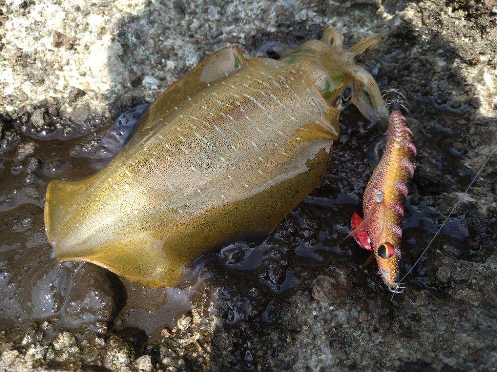 真っ昼間の磯エギングで大漁