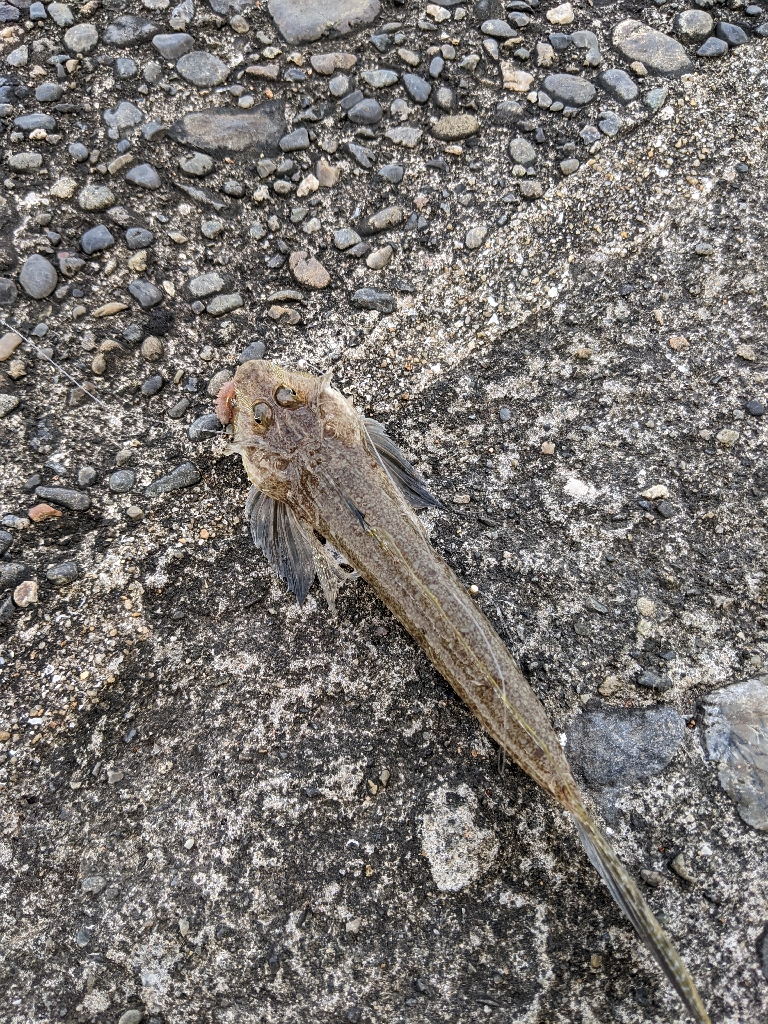 上津浦似てキス釣り