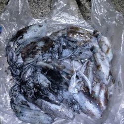 ランガンにてアオリ爆釣!!