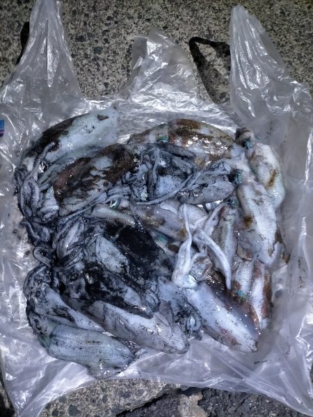 ランガンにてアオリ爆釣!!