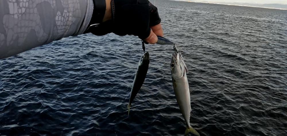 青物釣りたい(><)