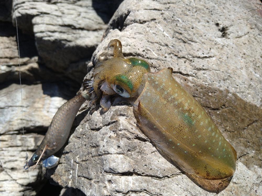 越前地磯の秋イカの様子