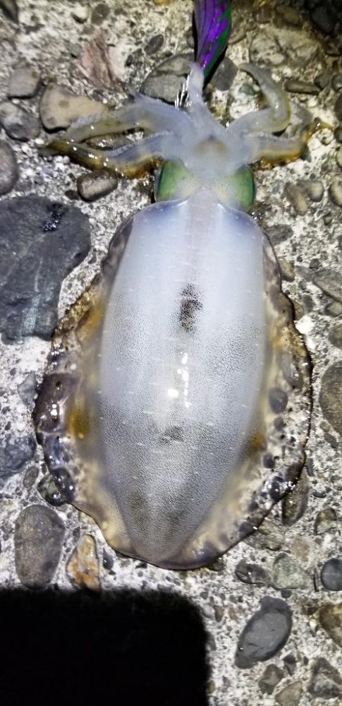 エギング 絶好調