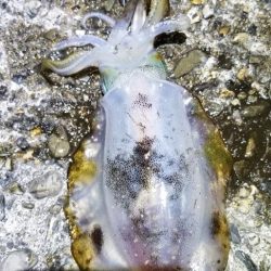 塩津で数釣り。エギング