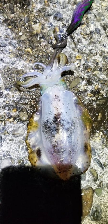 塩津で数釣り。エギング