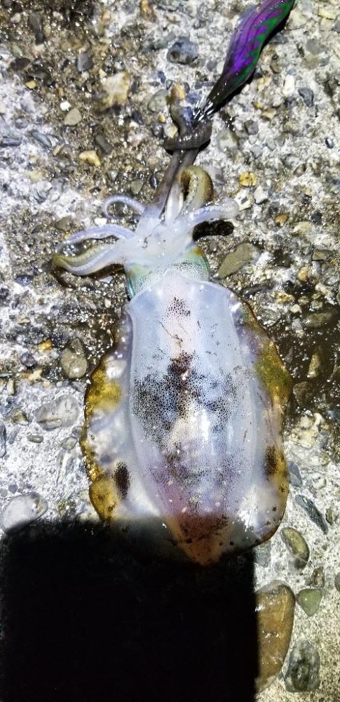 塩津で数釣り。エギング