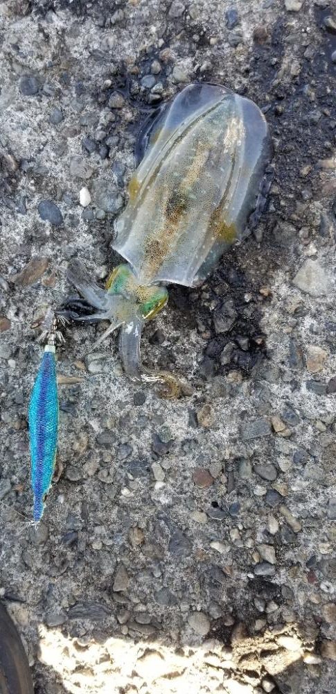 タチウオ・アオリイカ