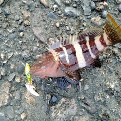 津居山エギング