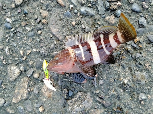 津居山エギング