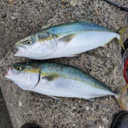 青物のひき楽しい(≧∇≦)