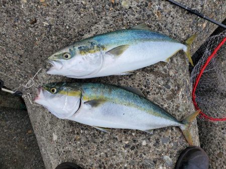 青物のひき楽しい(≧∇≦)