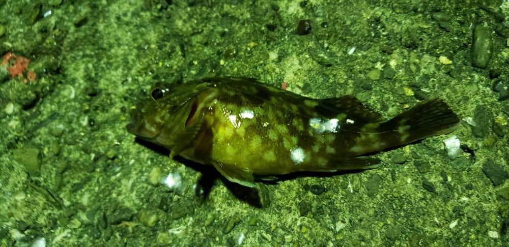 アジ探し@湯浅周辺