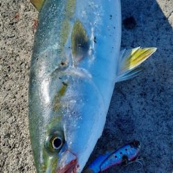 先日に続きショアジギ～