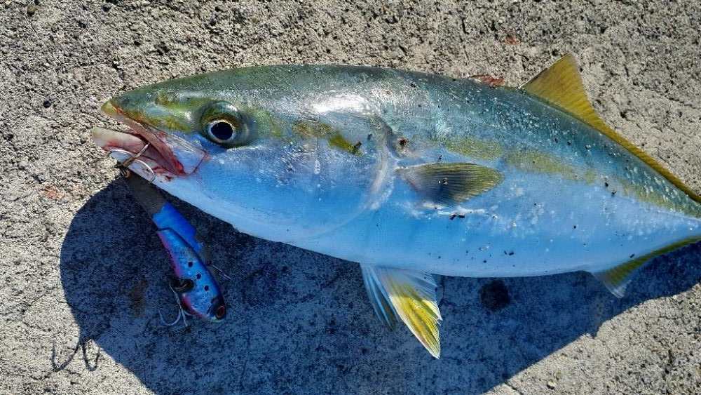 先日に続きショアジギ~