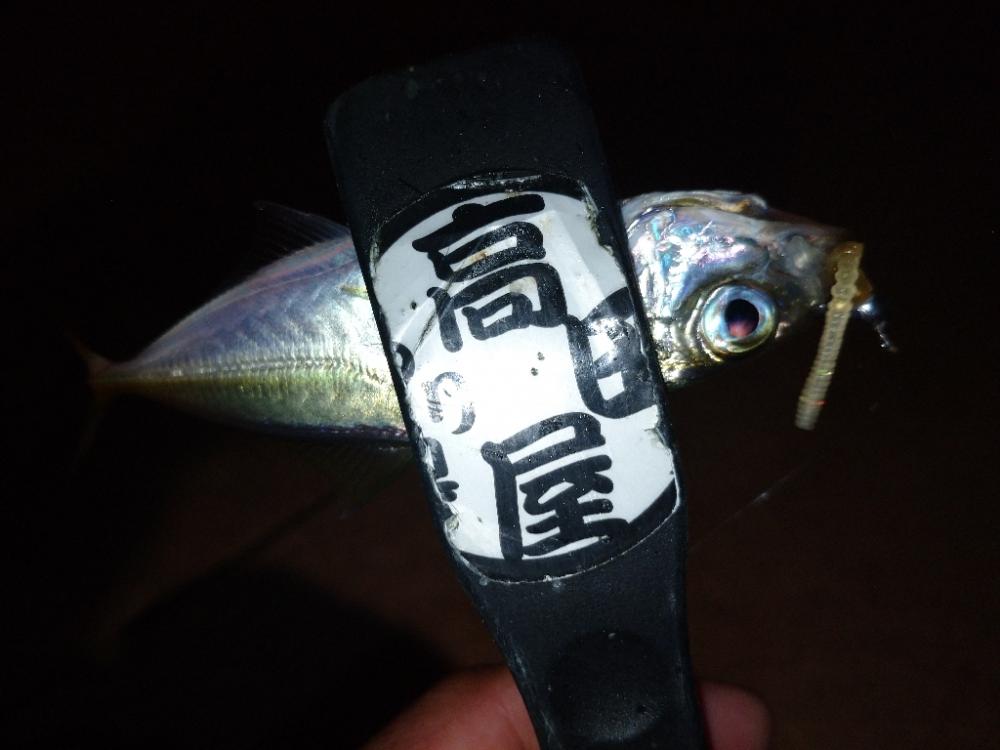 今夜は風が無く快適アジング