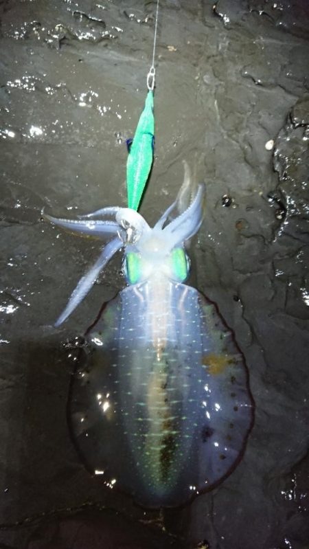 対馬エギング釣果