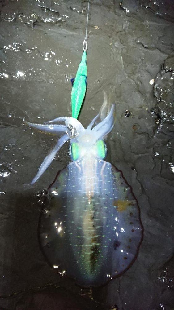 対馬エギング釣果