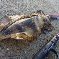 対馬エギング釣果