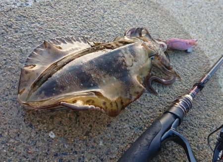 対馬エギング釣果