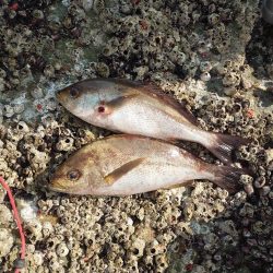 クロ釣り(樺島)