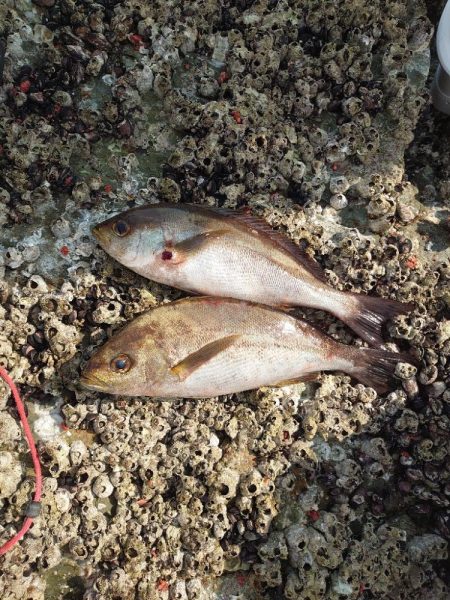 クロ釣り(樺島)