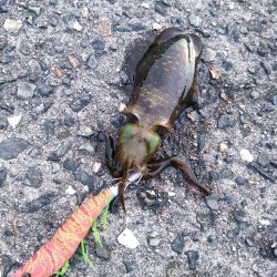 アオリイカとアオハタ