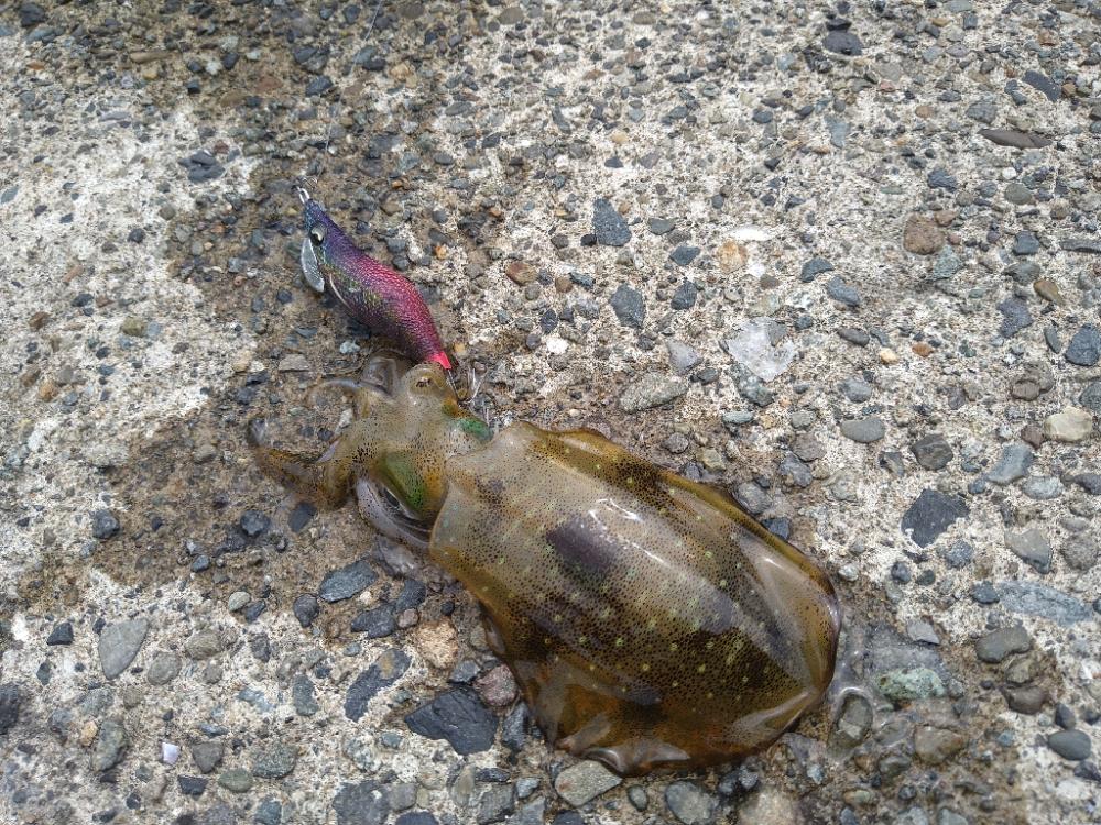 強風の風裏は無風です