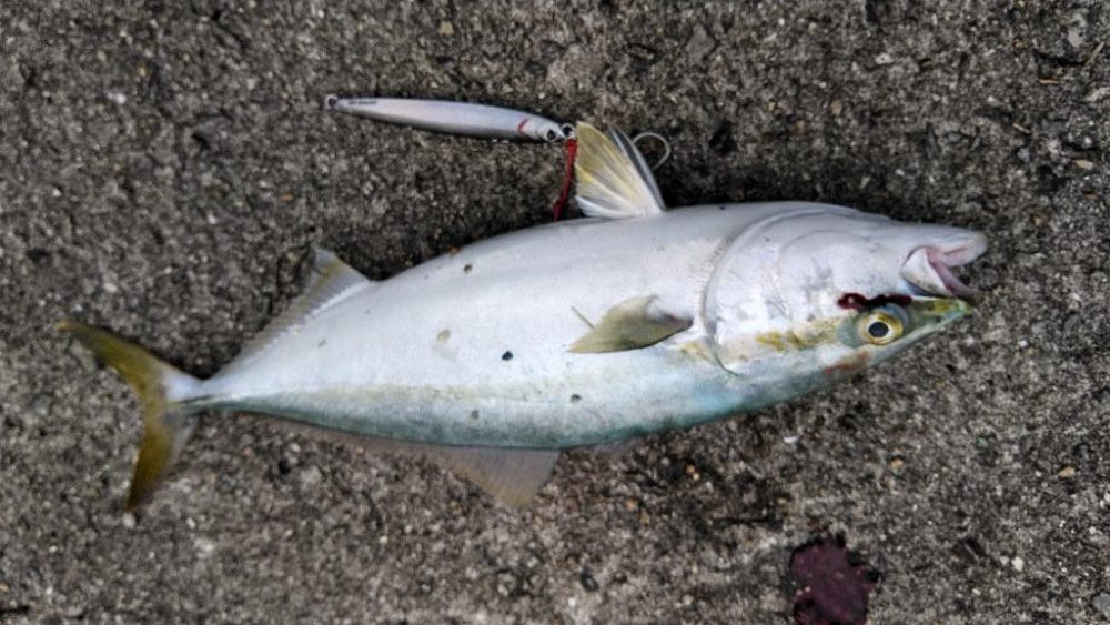 サワラリベンジパート３