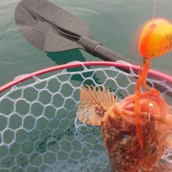 どうせタイラバ落とすなら…