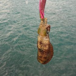 対馬エギング釣果