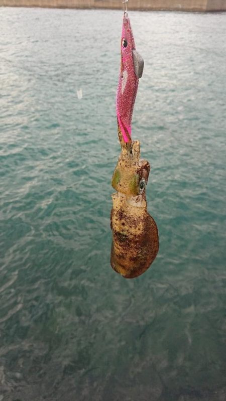 対馬エギング釣果