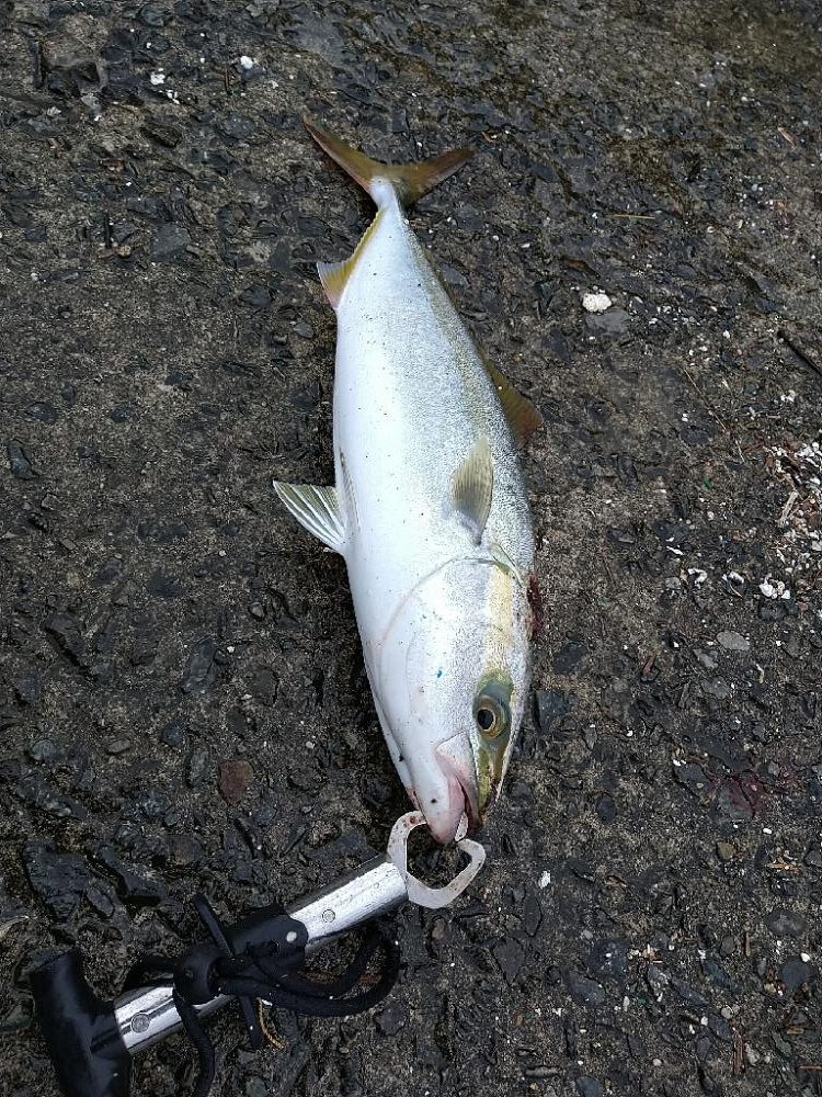 武庫川1文字でショアジギング