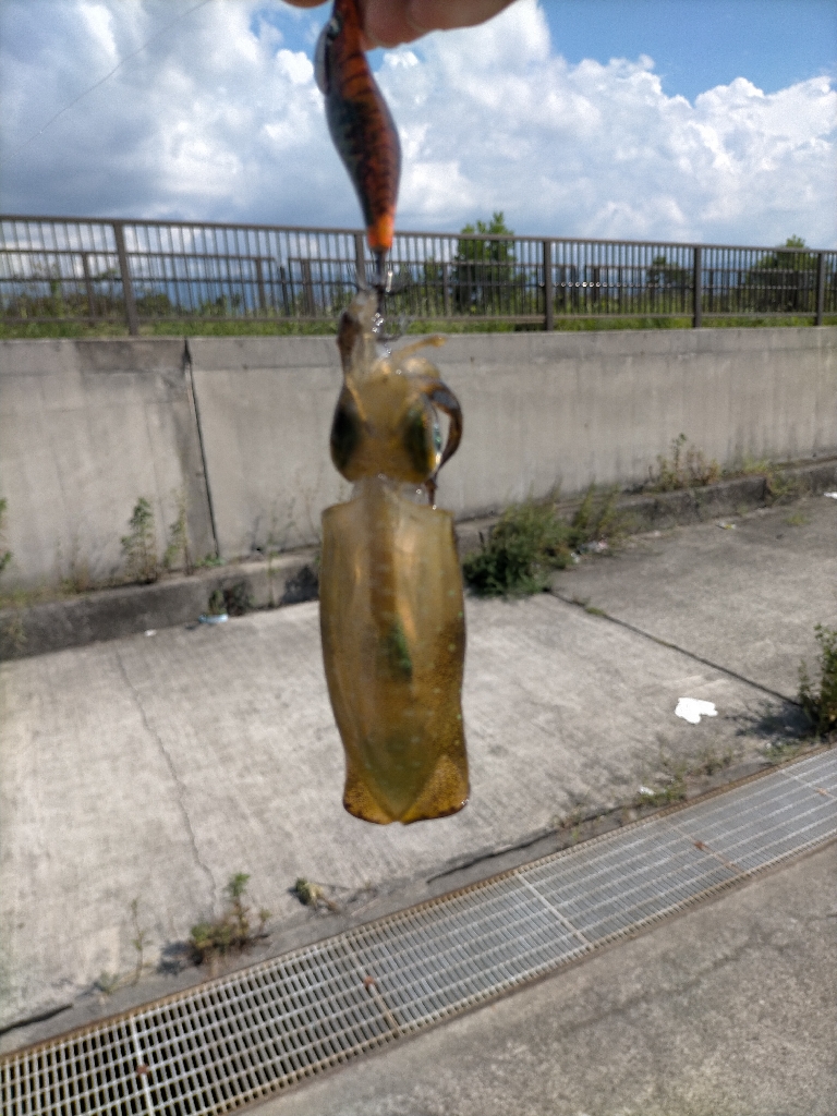 今日は6杯 良いサイズです