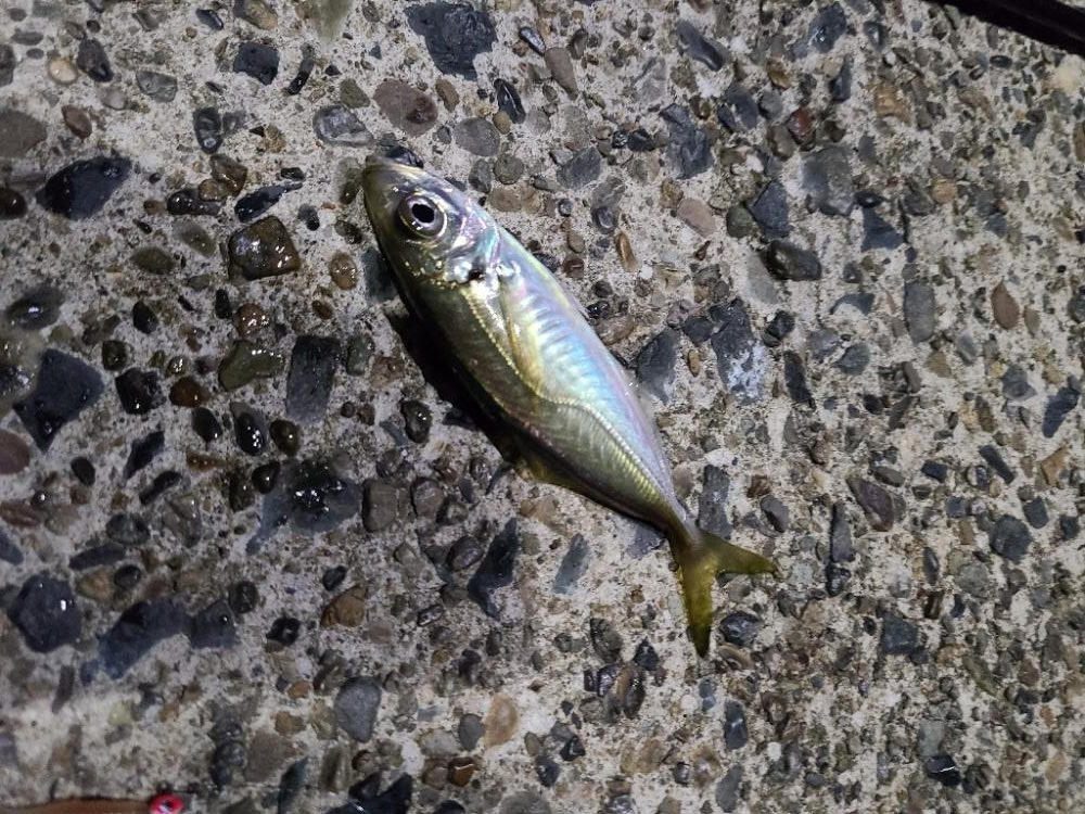 五目釣り達成！