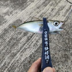 ショアジギング