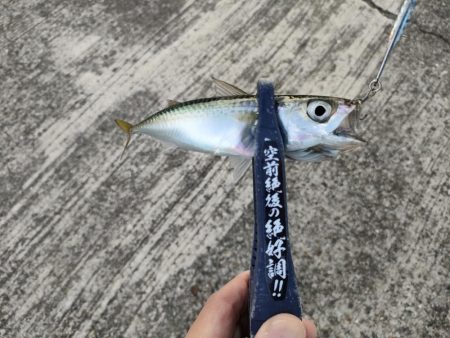 ショアジギング